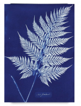 JACQUARD - Kit pour tirage Cyanotype